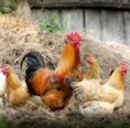 /album/octavo-varios1/l-770-gallo-y-gallinas-jpg/